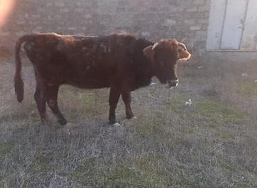 Птицы: Теленок, Самец, месяцев: 5, 100 кг, Для мяса, Самовывоз, Платная доставка — 1