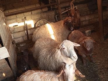 qoyun quyrugu: SALAM ALLAH HƏR KƏSİN MALINA BƏRƏKƏT VERSİN HEYVANLAR SATILIR KECİ — 2