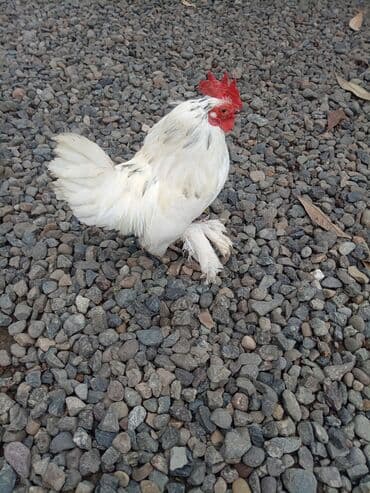 kent toyuqlari: Toyuq, Damazlıq — 2