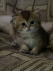 pişiy balası: Qızıl şinşilla, Erkək, Dişi, Yaxşı əllərə — 12