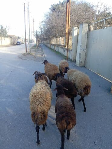 Аквариумы: Qoyun sürüsü – yerli ətlik/yunlu istiqamət - Şəkillərdə müxtəlif — 5