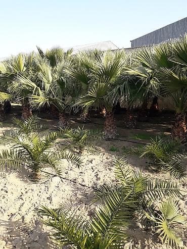 Buket güllər: Palma ağacları 5-6 illik dibçəydə və yerdə olanları var dibçəydə — 3