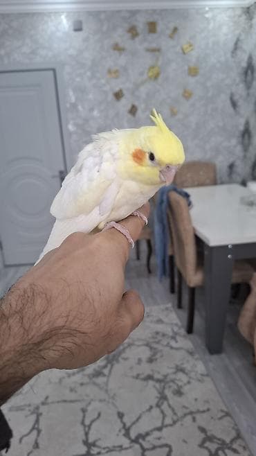 katibə quşu: Salam. 1 ay 10 gunluk karella balasi. Tam saglam. Oz qusumun balasidi — 7