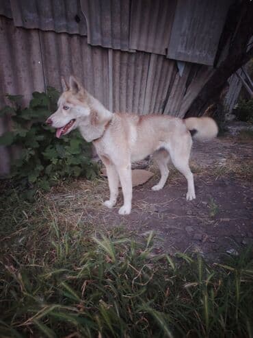 xaski itlər: Xaski, 5 ay, Dişi — 1