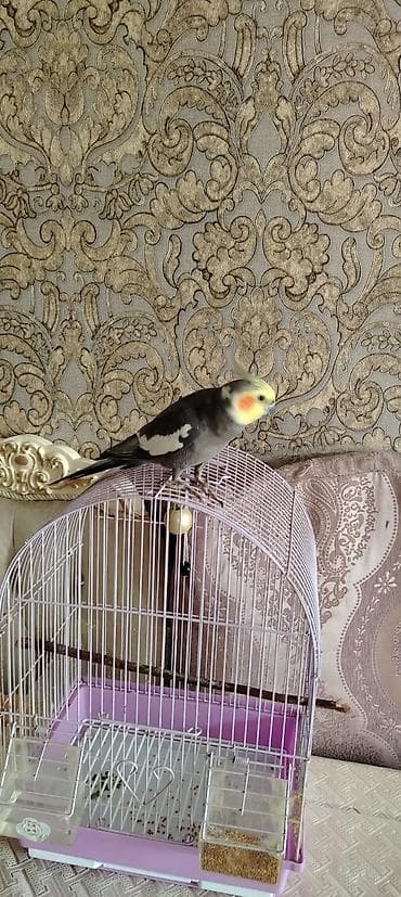 qus satisi: Cockaiel tutuqusu satilir — 2