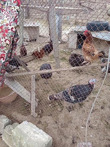 Fətəli xoruzlu kq 15 m ünvan buzovna yerli deyil brozdur Təsvir: - — 9