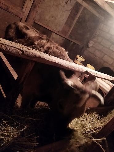 xoruz satisi: Dişi, il: 1, 1 kq, Damazlıq, Ünvandan götürmə — 2