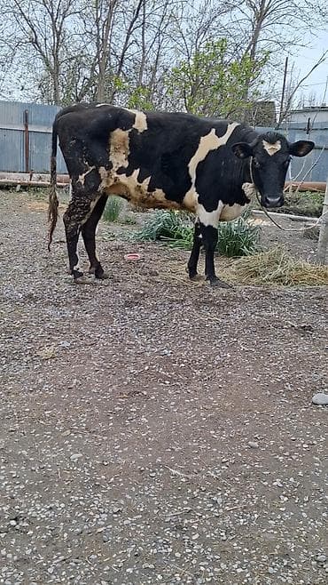 mal qoyun: Dişi, Simental, il: 5, Südlük, Ünvandan götürmə — 2