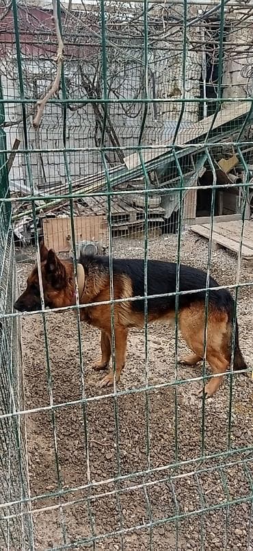 taksa it: Alman çoban iti, Erkek, Peyvəndli, Pulsuz çatdırılma — 1