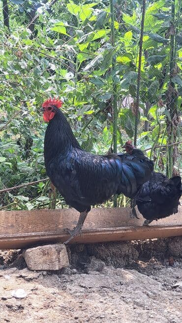 животные в добрые руки баку: Toyuq, Australorp, Damazlıq, Pulsuz çatdırılma — 2