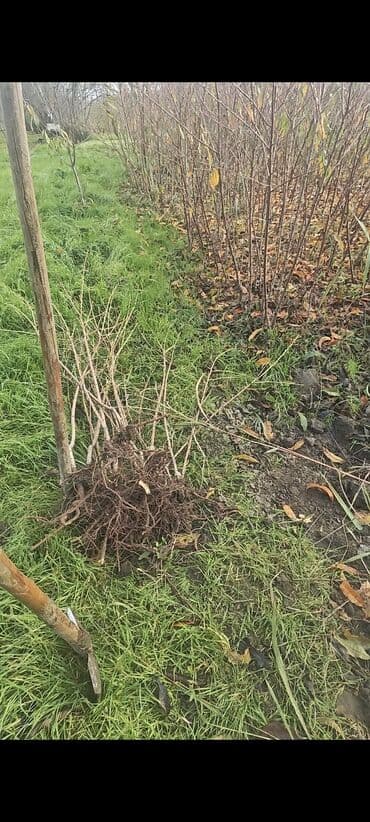 Şaftalı tingləri yerli növ .ariyən 5 cür fedayi növleri zolotoy ve