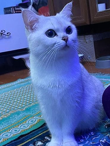 heyvanlarin satisi: Qızıl şinşilla, Erkək — 4