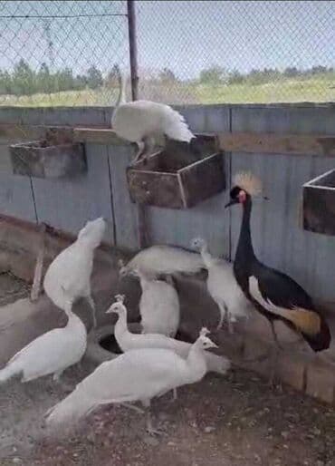 heyvanlara verilen xususi adlar: Ağ tovuz quşları və Afrika taclı durnası daxil olmaqla, müxtəlif növ — 1