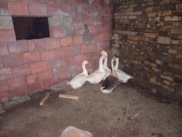 Digər heyvanlar: Salam qazdar satılır 2erkek3disidi super heyvanlardi — 2