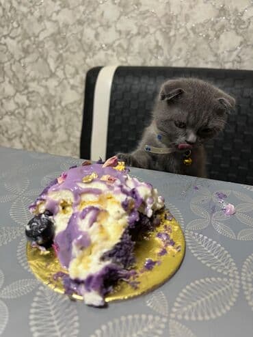 питомники кошек в баку: Шотландская, Самец, Самовывоз — 1