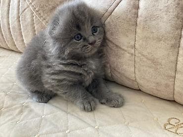 lalafo pişik: Britan yastı qulaq, Erkək, Dişi, Yaxşı əllərə, Ünvandan götürmə, Pulsuz çatdırılma, Ödənişli çatdırılma — 8