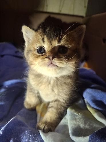 syam pişik: Balaca pişik balaları - Cins: ev pişiyi (tüklü, pələng naxışlı) - — 5