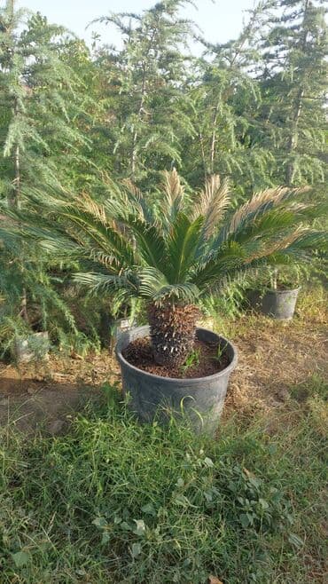 Sifarişlə əl işləri: Agaclar
gubreler guller — 18