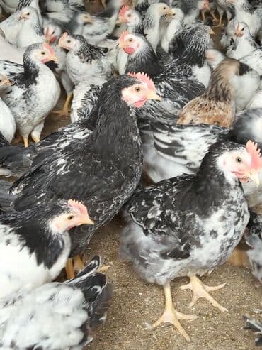 Lider serebirist çolpalar 70 günlükdü çəkiləri