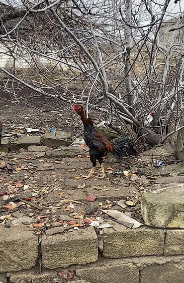 alman qurdu it: 11 aylıq sağlam boy buxunu yerində olan heyvandı . Aşağı qiymətə — 2