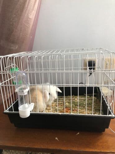 norka heyvan: Minilap dovşan 1i erkek 1i dişi setqası su qabları qumu otları üsdündə — 5