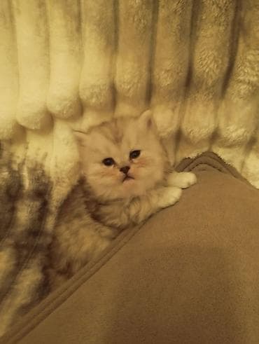 pişik siyam: Ağ rəngli balaca pişiklər – yumşaq, tüklü və mavi-boz gözlü — 8