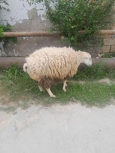 goyercin berde type 0: Qoyun – yerli cins - Ağ rəngli, qalın və sıx yun örtüklü - Orta — 1
