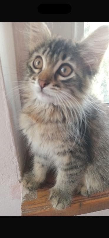 Tabbi, Erkək, Yaxşı əllərə, Pulsuz çatdırılma