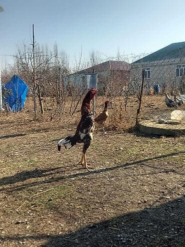 qara toyuq sortu: Xoruz, il: 1 — 1
