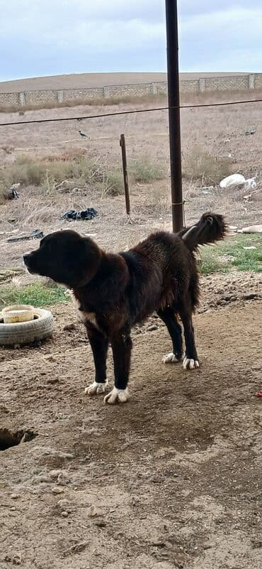 Аккумуляторы: Гурдбасар, 3 годa, Самка, С прививками, Платная доставка — 1