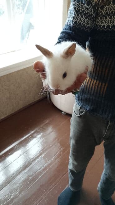 mal yemi: Salam anqor dekerativ aslanbaş karlik balalari evdə saxlanan dovşan — 8