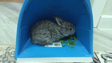 karlik dovşanlar: Uzun tüklü dekorativ dovşan - Cins: ehtimalən Angora/mix dekorativ — 9