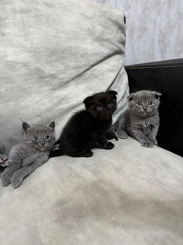 pişik: Britan — 7