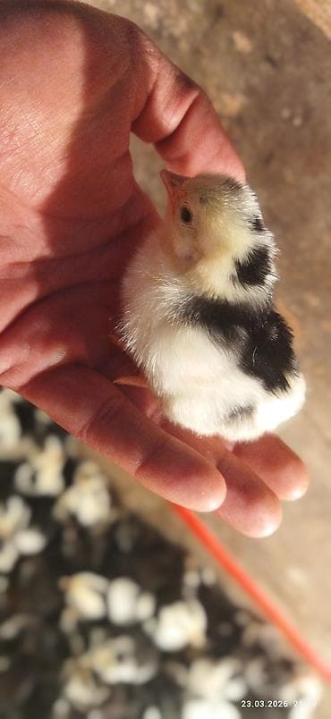 coban iti satilir: Toyuq, Damazlıq, Ünvandan götürmə, Ödənişli çatdırılma — 9