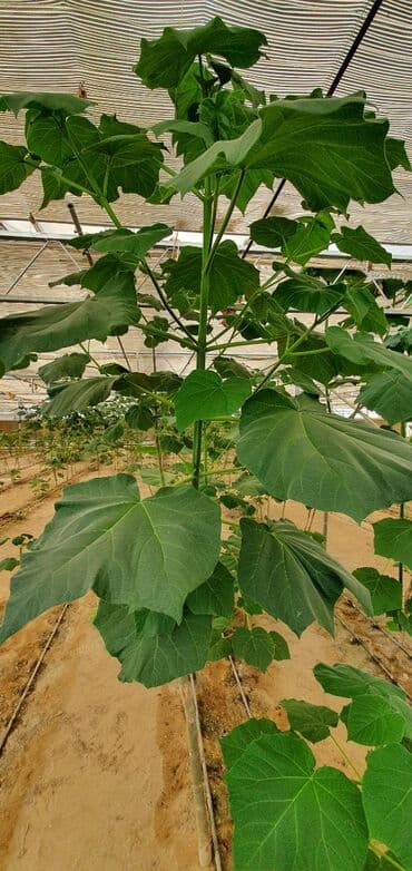 uzum tingləri: Paulownia (adem agaci) hal hazirda var 2 illik ağaclardı uzunlugu 3 — 10