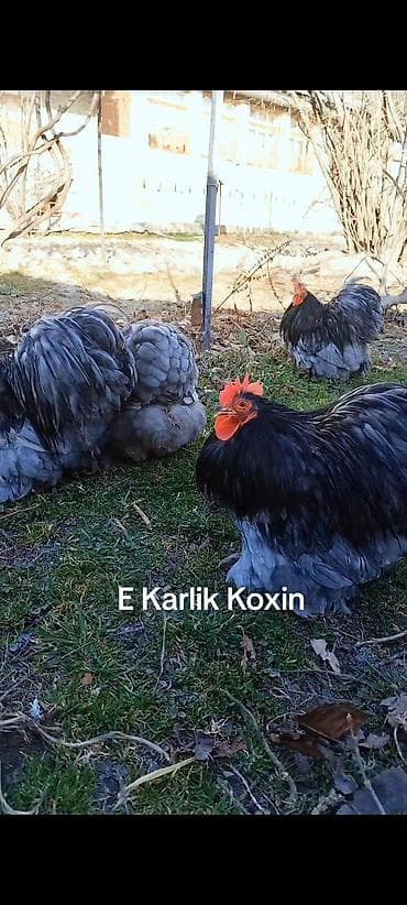 heyvanlara verilən xüsusi adlar: Toyuq, Damazlıq — 3