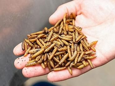 Akvariumlar: Qara əsgər milçəyi (Black Soldier Fly) sürfələri – zülal və yağla — 1