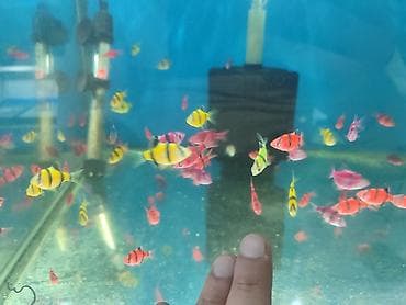 xasqi balaları: Danio, Sülhsevər — 2