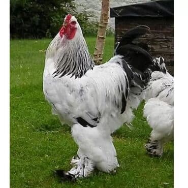 cins ineklerin satisi 2018: Brahma cinsi xoruz ve ferè kimde varsa elaqe saxlasìn Layt brama — 1