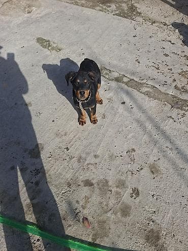 heyvan bazarı: Rotveyler — 1