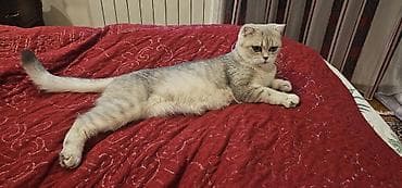 Pişiklər: Britan, Erkək, Dişi, Yaxşı əllərə, Ünvandan götürmə, Ödənişli çatdırılma — 5