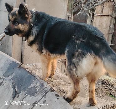 it adlari erkek: Alman çoban iti, 3 il, Dişi — 3