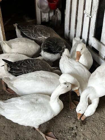 eşşək şəkili: Qaz sürüsü satılır - Növ: ev qazı (ağ və boz rəngli fərdlər) - Say — 1