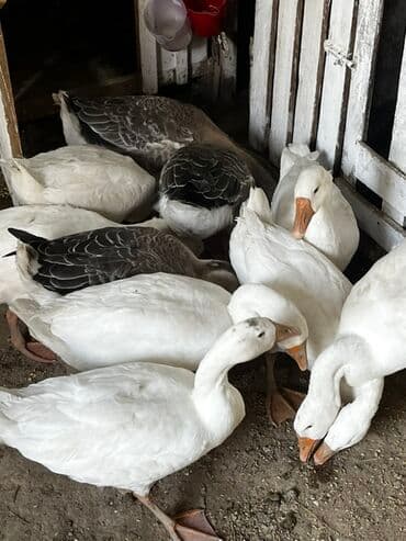 eşşək şəkili: Qaz sürüsü – ağ və boz rəngli - Növ: ev qəzləri (ağ və boz rəng — 1