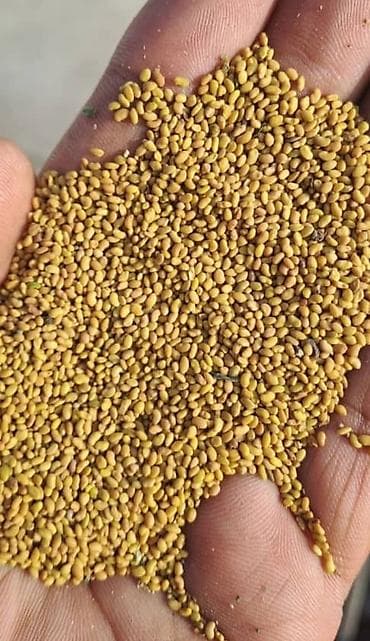 leziz dad qida mmc: Yerli yonca toxumu Təmizlənmiş toxumdu,uzun ömürlü,enli yarpaqboyu — 3