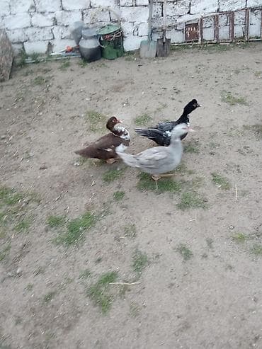 mal satisi: 3maya satlir asaqi yeleri var - Rənglər: tünd qəhvəyi-ağ, qara-ağ — 2