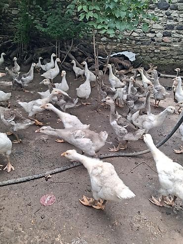 etlik cuce satisi: Qaz balaları – fərdi təsərrüfatdan - Çoxsaylı qaz balaları (ağ və boz — 1