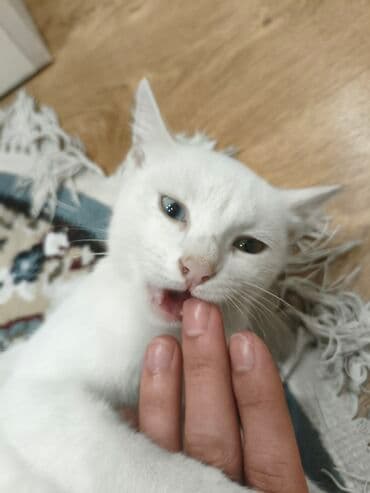 взять котёнка бесплатно: Самец, В добрые руки — 1