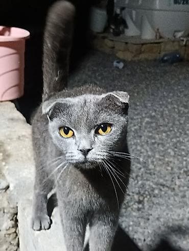 Şotland yastı qulaq — 2