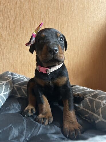 шпиц цена в баку: Доберман, 1 месяц, Самка, С родословной, Самовывоз — 6